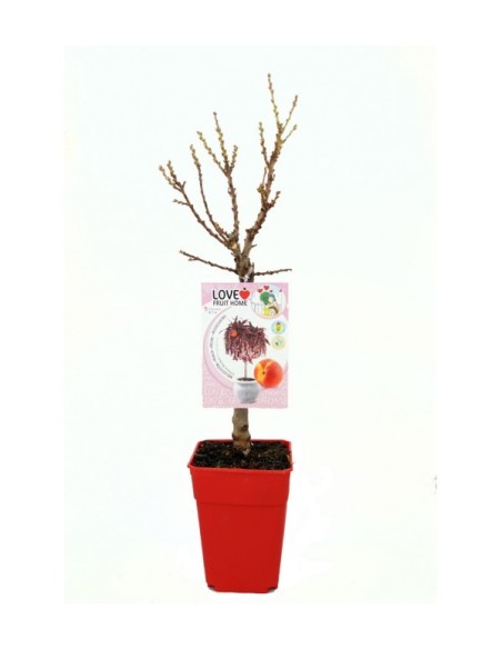 Melocotonero Enano Crimson Bonfire 7L Prunus persica para Terrazas y Jardines Pequeños