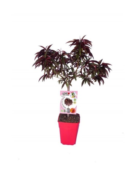 Melocotonero Enano Crimson Bonfire 7L Prunus persica para Terrazas y Jardines Pequeños