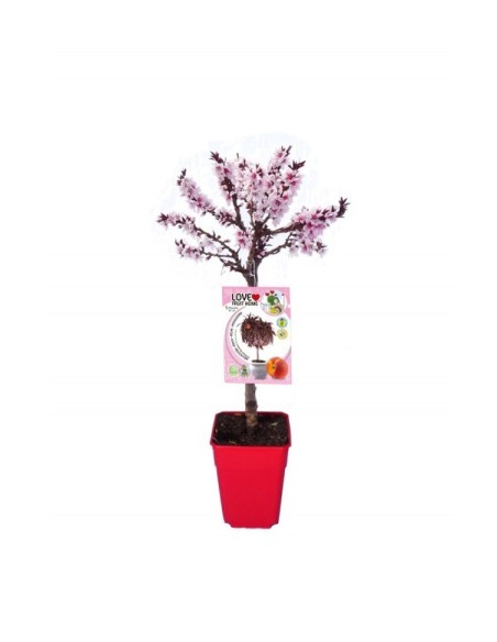 Melocotonero Enano Crimson Bonfire 7L Prunus persica para Terrazas y Jardines Pequeños