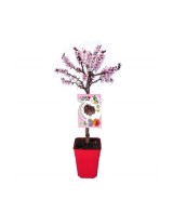 Melocotonero Enano Crimson Bonfire 7L Prunus persica para Terrazas y Jardines Pequeños