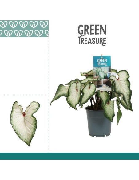 Caladium White Wonder M12 Blanco Planta Tropical de Interior y Exterior