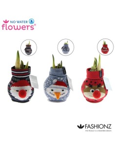 Amaryllis Bulb Waxz Fashion Xmas M20 planta bulbosa de flores grandes para Navidad