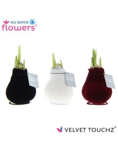 Amaryllis Bulb Velvet Touchz M15 planta bulbosa de flores aterciopeladas para interiores