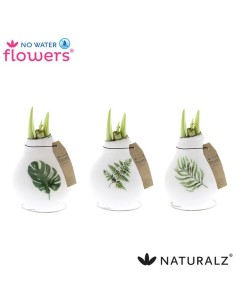 Amaryllis Bulb Waxz Botanical M15 planta bulbosa elegante para interiores