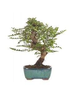 Bonsái Ulmus Parvifolia Seiju 8 Años | Olmo Chino de Interior y Exterior | Endanea Garden