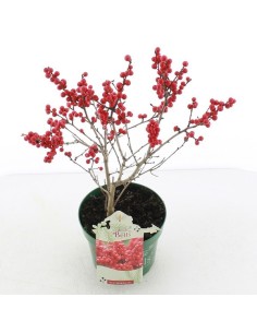 Illex verticillata Jingle Bells M17 Rojo Arbusto Ornamental de Otoño e Invierno
