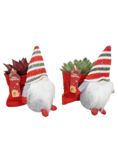 Echeveria Xmas Gonme M10.5 Suculenta Ornamental para Interiores y Jardines