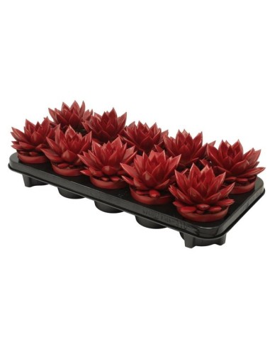 Echeveria Painted Red Xmas Rojo M10.5 Suculenta Ornamental