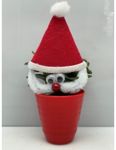 Echeveria Xmas Santa in Ceramic Red M6.5 suculenta ornamental para decoración navideña