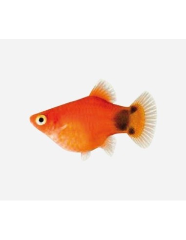 PLATY CORAL MICKEY MOUSE HQF 2.5-3CM