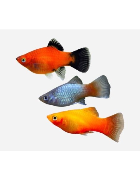 PLATY SURTIDO 2-3CM