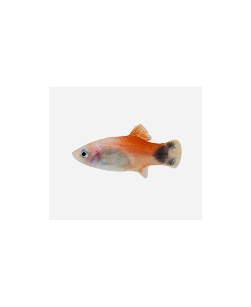 PLATY RED TOP MICKEY 3-3,5CM