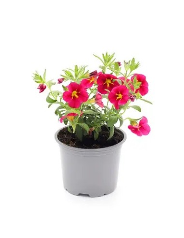 Calibrachoa: Mini Petunia con Flores en Cascada para Jardines y Balcones

