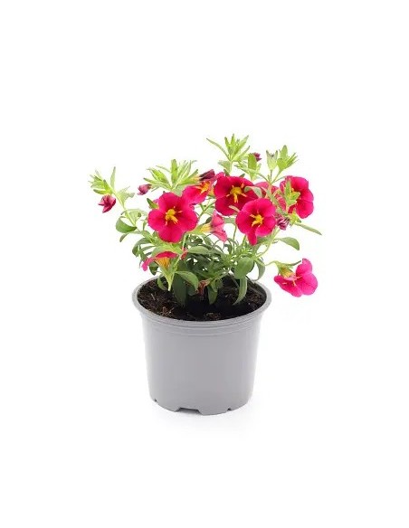 Calibrachoa: Mini Petunia con Flores en Cascada para Jardines y Balcones


