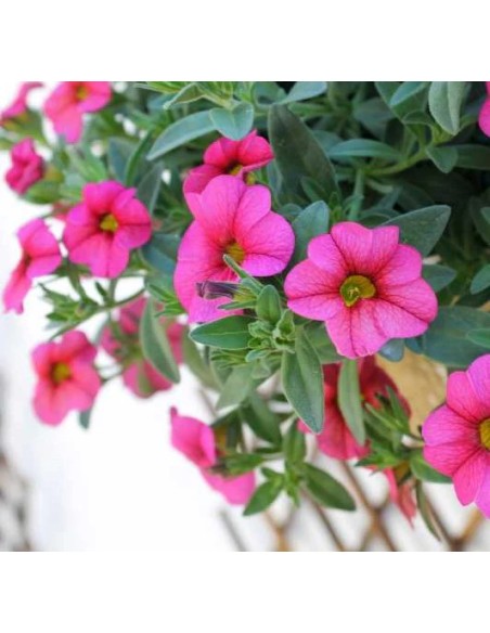 Calibrachoa: Mini Petunia con Flores en Cascada para Jardines y Balcones

