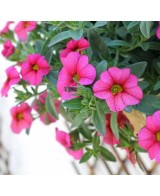 Calibrachoa: Mini Petunia con Flores en Cascada para Jardines y Balcones

