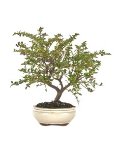 Bonsái Cotoneaster Franchetii Mistral 7 años - Follaje Verde y Frutos Rojos para Interior | Endanea Garden