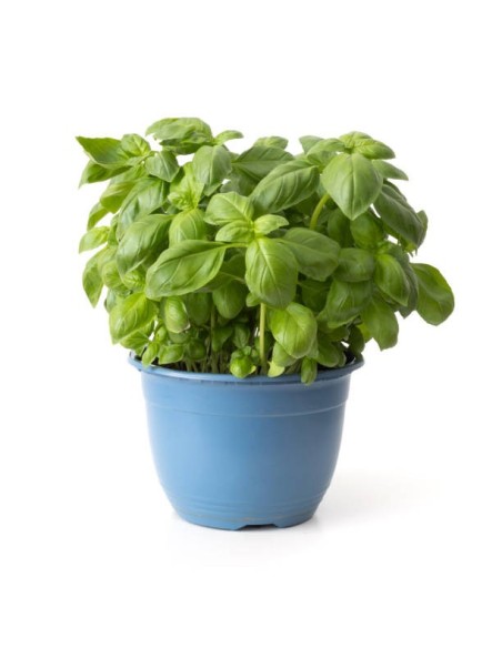 Albahaca XXL Ocimum | Hojas Gigantes y Aroma Intenso para Cocina y Jardín