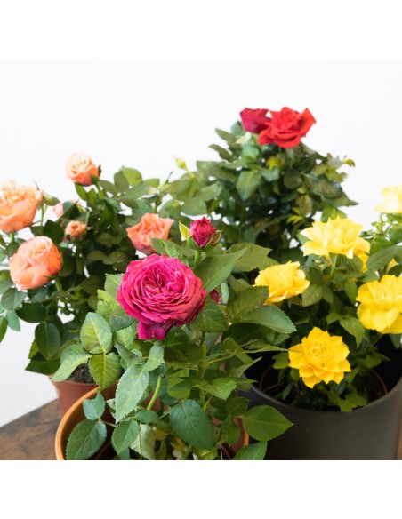 Rosal Mix - Variedad de Rosas Coloridas y Aromáticas para Jardín

