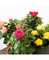 Rosal Mix - Variedad de Rosas Coloridas y Aromáticas para Jardín


