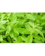 Aloysia Triphylla (Hierba Luisa)  Planta Aromática y Medicinal | Endanea Garden

