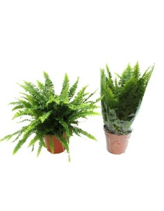 Nephrolepis Ex Green Lady M17 Verde Helecho de Interior Decorativo