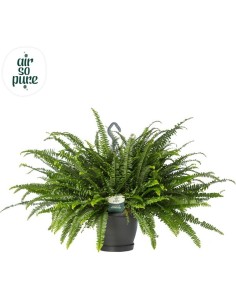 Nephrolepis Ex Green Lady Air So Pure M20cm Verde Helecho de Interior