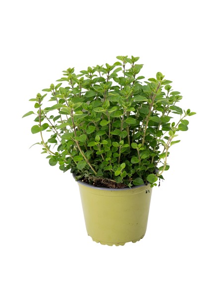 Orégano Eco Orgánico  Sabor Intenso y Cultivo Ecológico | Endanea Garden

