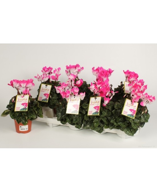 Cyclamen Indiaka Fucsia M10.5 Bicolor Planta Ornamental de Floración Bicolor