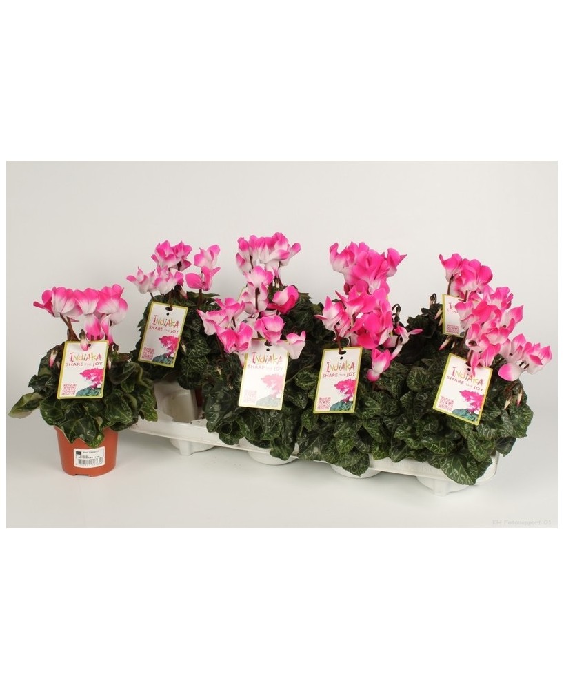 Cyclamen Indiaka Fucsia M10.5 Bicolor Planta Ornamental de Floración Bicolor