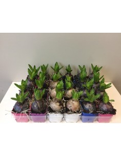 Hyacinthus Or Pearl 5 Colours M7 Planta Bulbosa Ornamental Colorida para Interiores y Exteriores