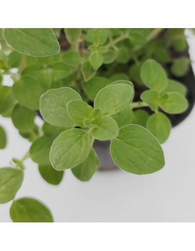 Orégano Eco Orgánico  Sabor Intenso y Cultivo Ecológico | Endanea Garden

