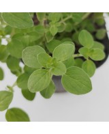 Orégano Eco Orgánico  Sabor Intenso y Cultivo Ecológico | Endanea Garden


