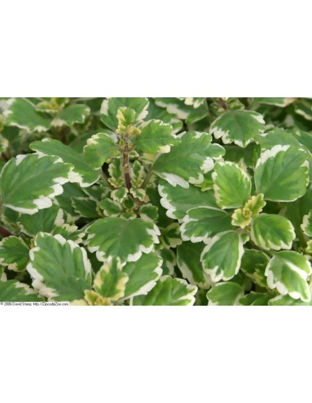 Incienso Natural: Fragancias Relajantes para Hogar y Meditación | Endanea Garden

