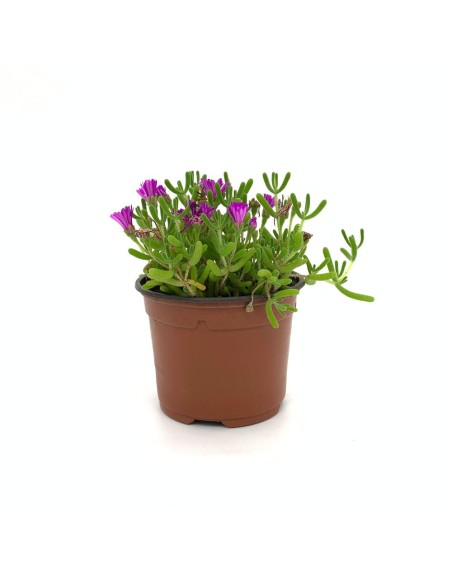 Lampranthus Suculenta | Flores Vibrantes y Bajo Mantenimiento para Jardín e Interior

