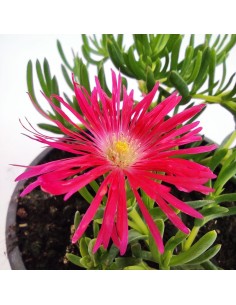 Lampranthus Suculenta | Flores Vibrantes y Bajo Mantenimiento para Jardín e Interior

 2