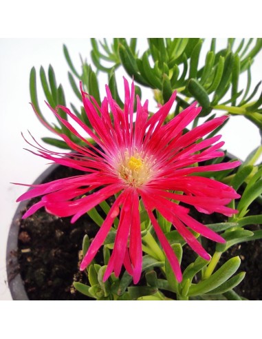 Lampranthus Suculenta | Flores Vibrantes y Bajo Mantenimiento para Jardín e Interior

