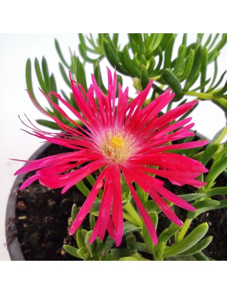 Lampranthus Suculenta | Flores Vibrantes y Bajo Mantenimiento para Jardín e Interior

