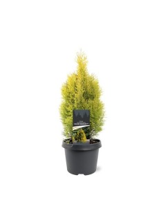 Thuja Occ Golden Smaragd M19 conífera ornamental para jardines y terrazas