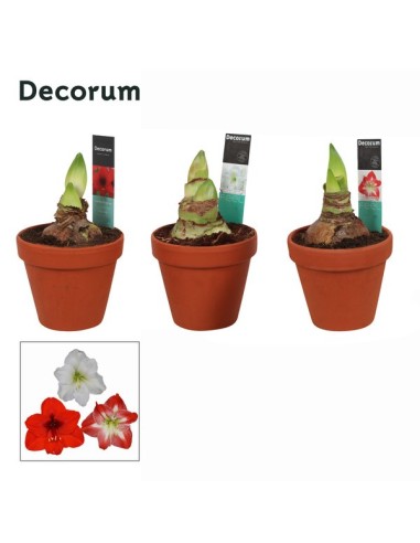 Amaryllis Terracota Planta de Interior con Flores Grandes y Maceta Incluida