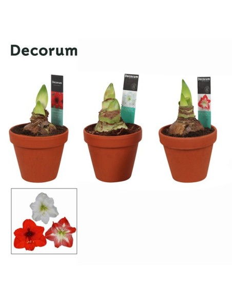 Amaryllis Terracota Planta de Interior con Flores Grandes y Maceta Incluida