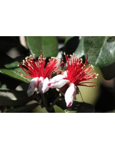 Feijoa Sellowiana 5L 30/40 Arbusto Frutal Ornamental y Productivo