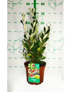 Feijoa Sellowiana 5L 30/40 Arbusto Frutal Ornamental y Productivo 2