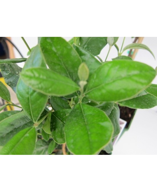 Feijoa Sellowiana 5L 30/40 Arbusto Frutal Ornamental y Productivo