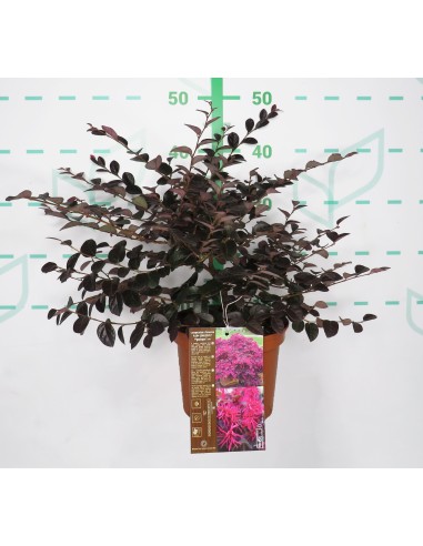 Loropetalum Plum Georgeus 2.5L 25/30 Arbusto Ornamental para Jardín y Terraza