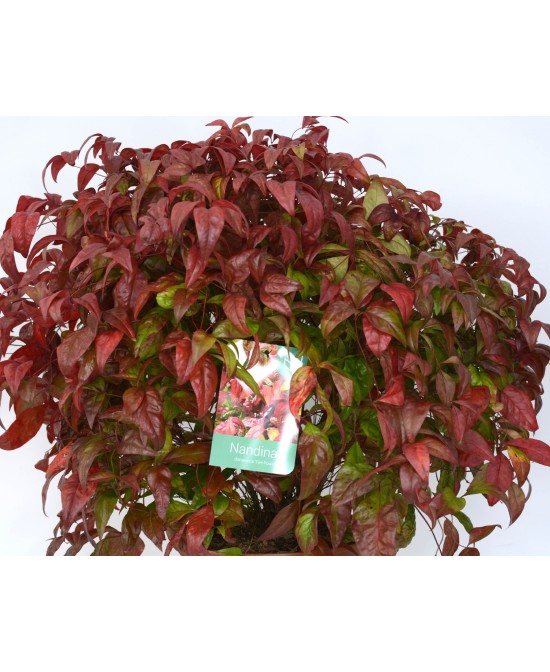 Nandina Domestica Fire Power 7.5L 40/50 Arbusto Ornamental para Jardín y Terraza