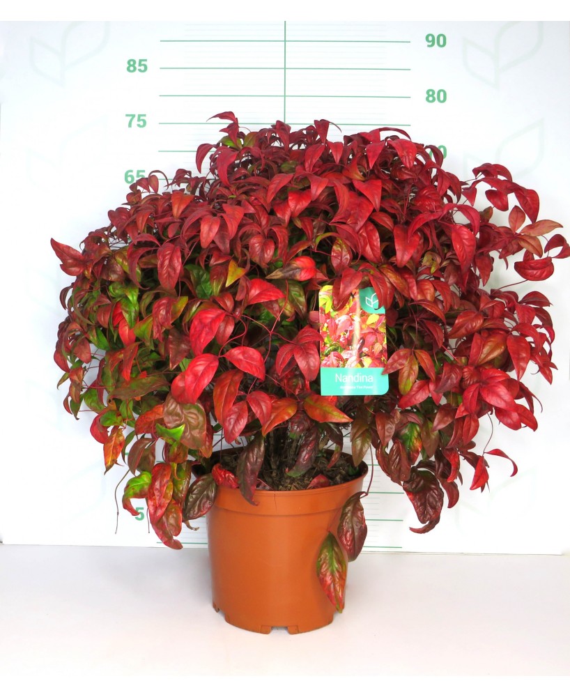 Nandina Domestica Fire Power 7.5L 40/50 Arbusto Ornamental para Jardín y Terraza