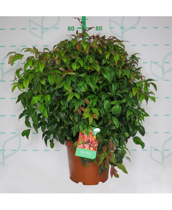 Nandina Domestica Fire Power 7.5L 40/50 Arbusto Ornamental para Jardín y Terraza