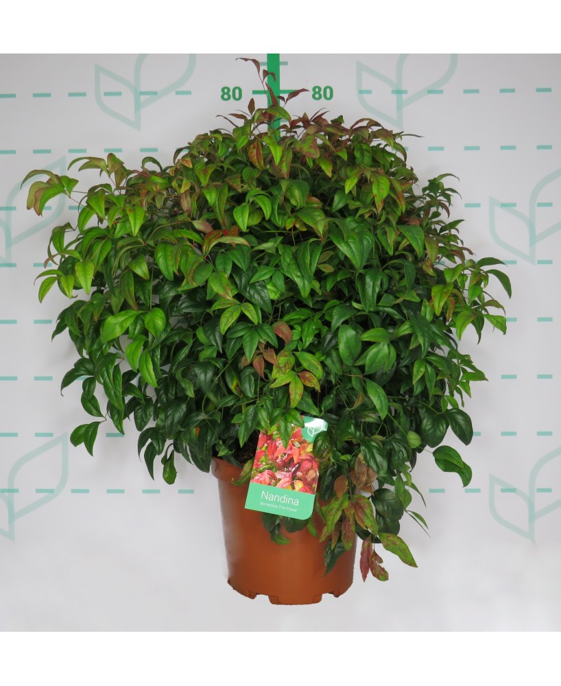 Nandina Domestica Fire Power 7.5L 40/50 Arbusto Ornamental para Jardín y Terraza