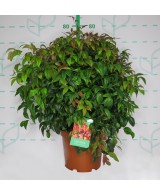 Nandina Domestica Fire Power 7.5L 40/50 Arbusto Ornamental para Jardín y Terraza